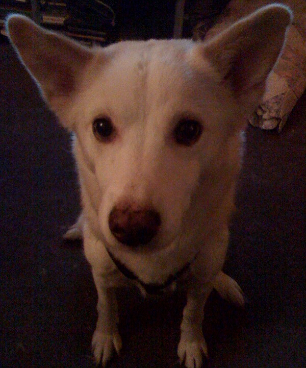 koo-koo for cocoa puffs