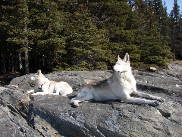 Wingnut and Kiska.Bird Point.34