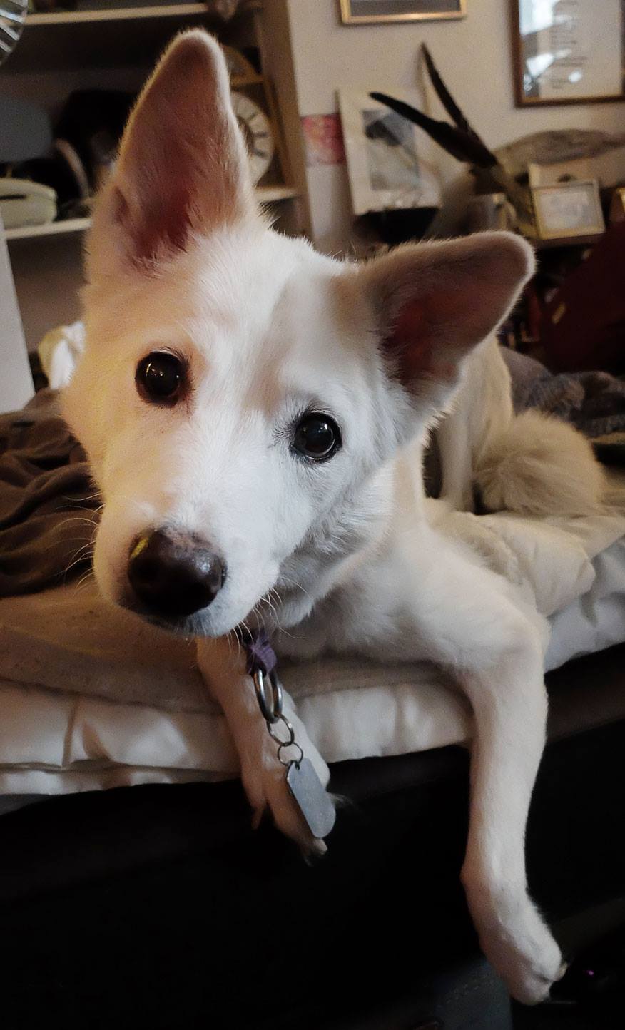 Wingnut curious again