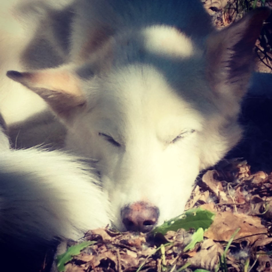 Wingnut.Sunshine superdog