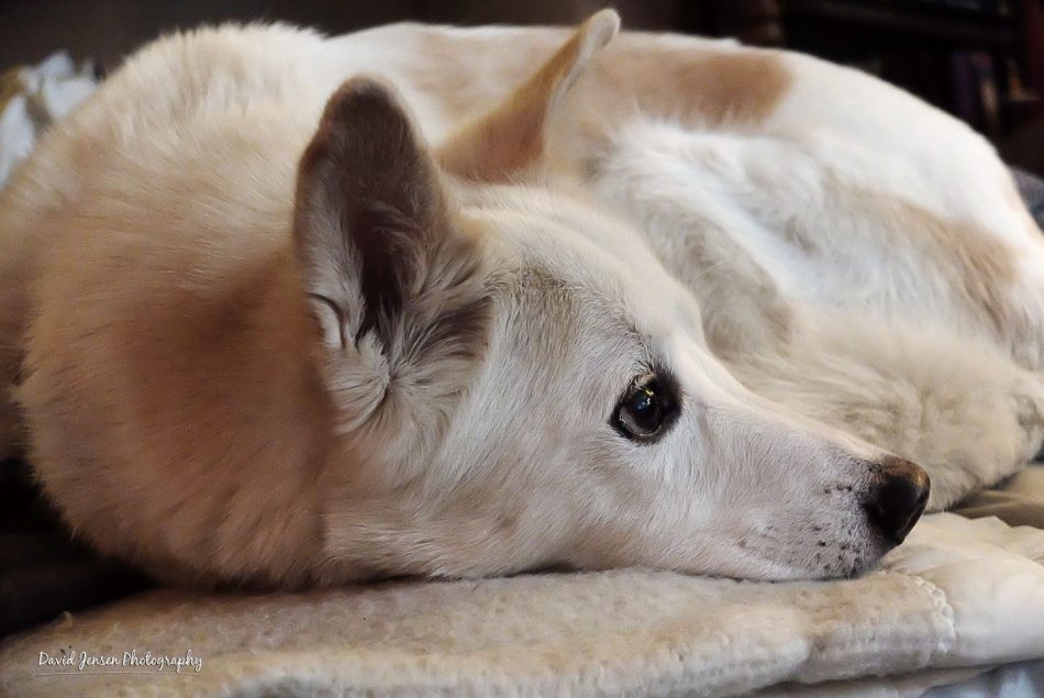 Wingnut watches the tube