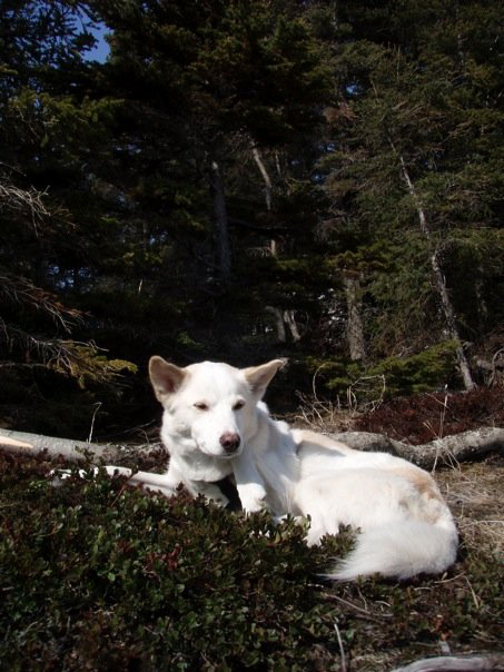 Wingnut at Bird Point with DRB & Kiska