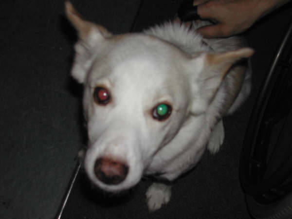 Wingnut:Look Into My Eyes copy