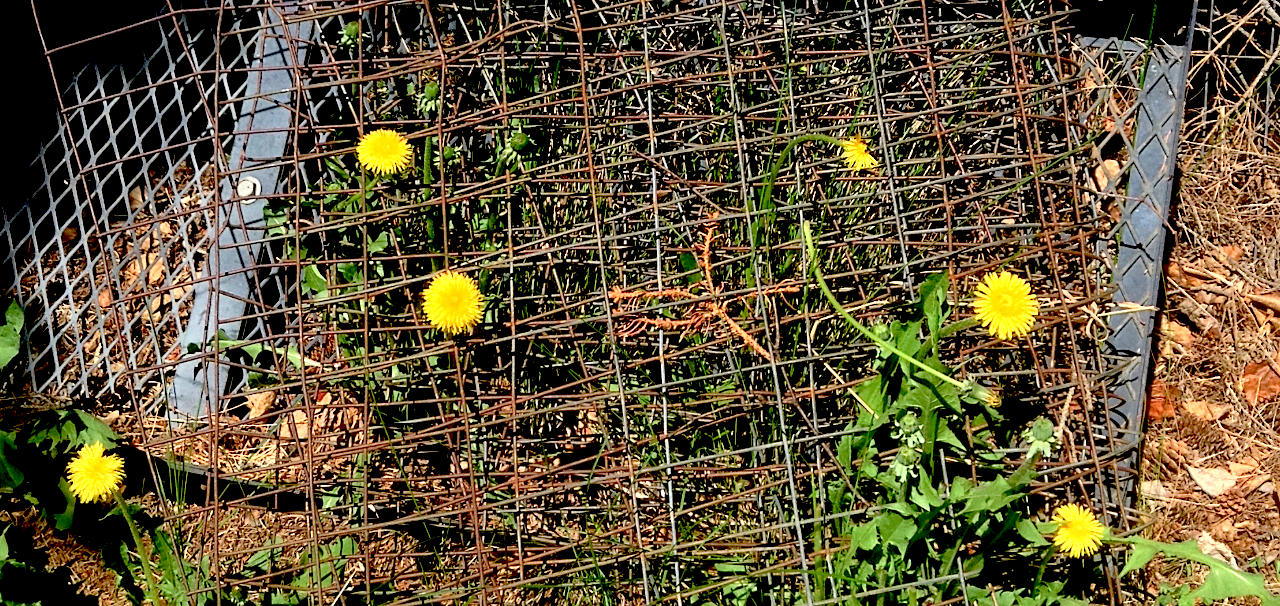 Dandelion Jailed.PS.02.